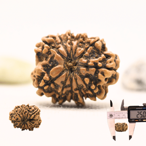 11 Mukhi Nepali Rudraksha - Large
