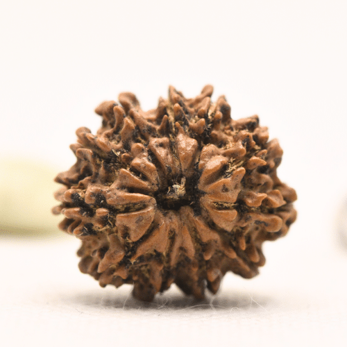 11 Mukhi Nepali Rudraksha - Large