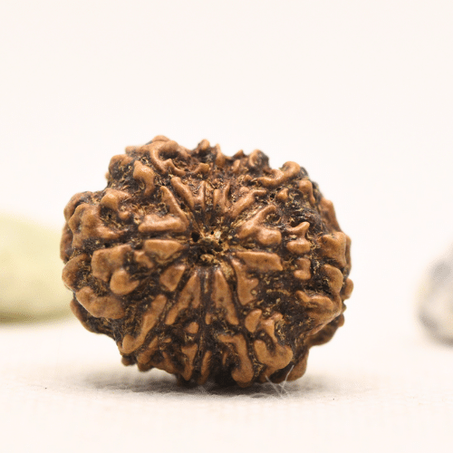 11 Mukhi Nepali Rudraksha - Large