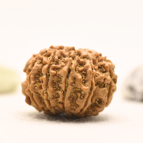 11 Mukhi Nepali Rudraksha - Large