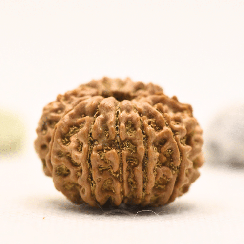 11 Mukhi Nepali Rudraksha - Large