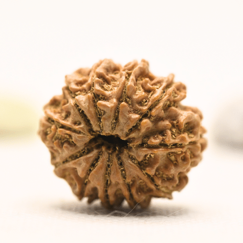 11 Mukhi Nepali Rudraksha - Large