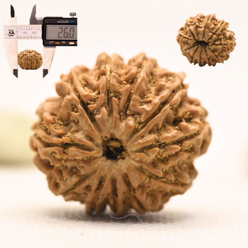 11 Mukhi Nepali Rudraksha - Large