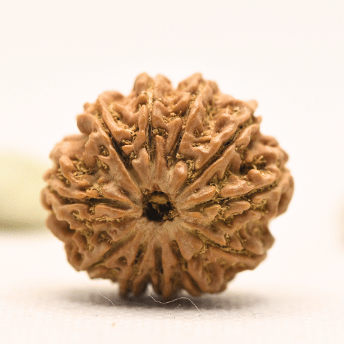 11 Mukhi Nepali Rudraksha - Large
