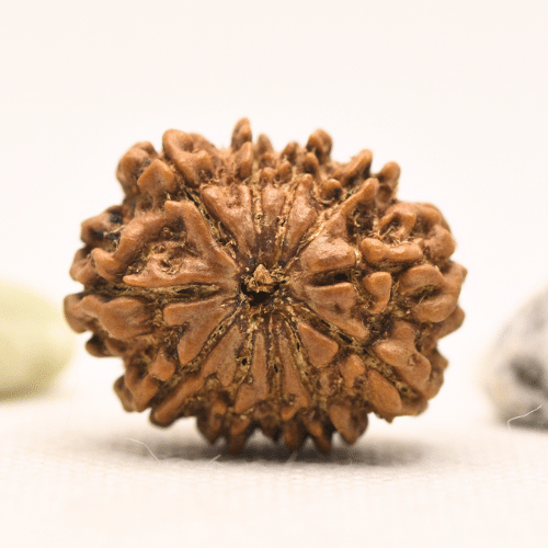 11 Mukhi Nepali Rudraksha - Large