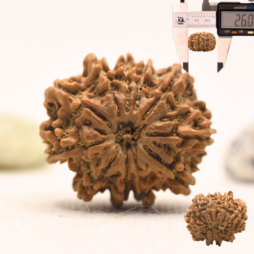 11 Mukhi Nepali Rudraksha - Large
