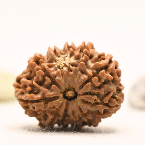 11 Mukhi Nepali Rudraksha - Large