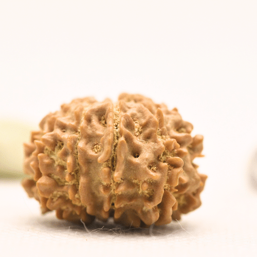 11 Mukhi Nepali Rudraksha - Large