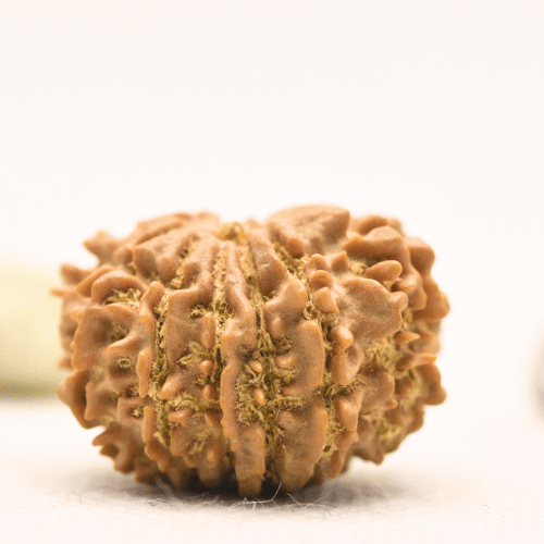 11 Mukhi Nepali Rudraksha - Large
