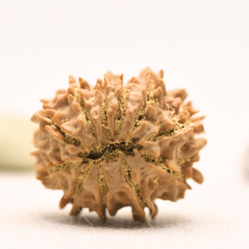 11 Mukhi Nepali Rudraksha - Large