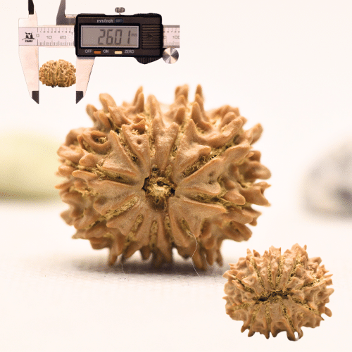 11 Mukhi Nepali Rudraksha - Large