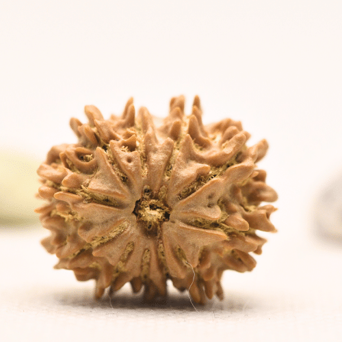 11 Mukhi Nepali Rudraksha - Large