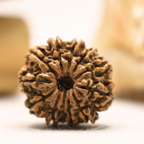 11 Mukhi Nepali Rudraksha - Regular