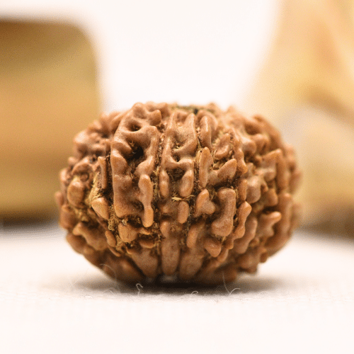 11 Mukhi Nepali Rudraksha - Regular