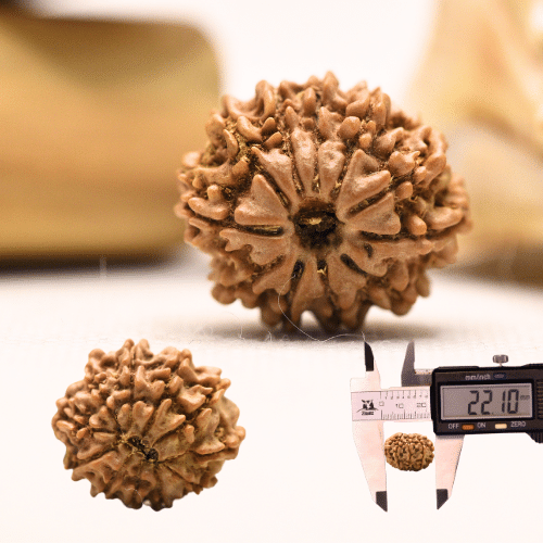 11 Mukhi Nepali Rudraksha - Regular