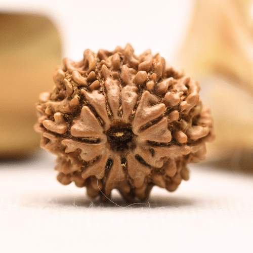 11 Mukhi Nepali Rudraksha - Regular