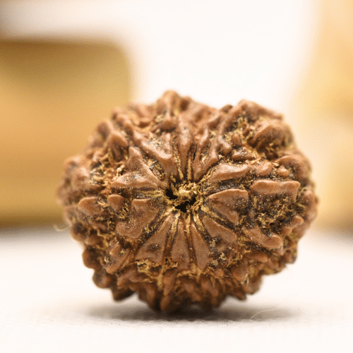 11 Mukhi Nepali Rudraksha - Regular