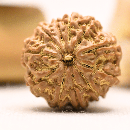 11 Mukhi Nepali Rudraksha - Regular