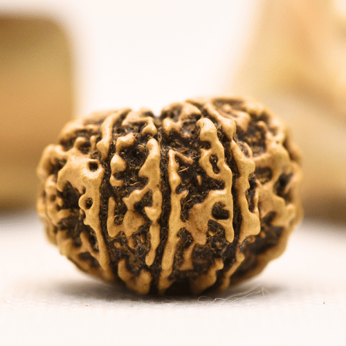 11 Mukhi Nepali Rudraksha - Regular