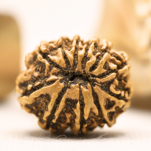 11 Mukhi Nepali Rudraksha - Regular