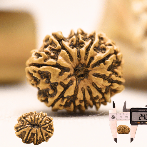 11 Mukhi Nepali Rudraksha - Regular