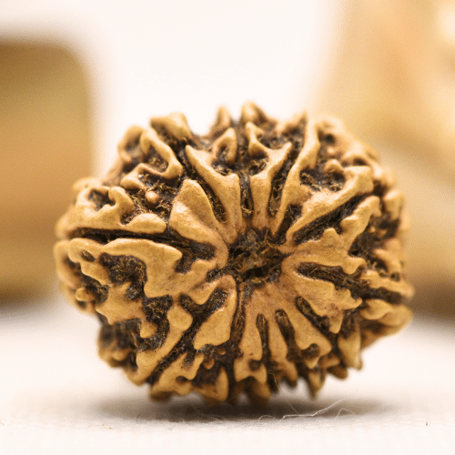 11 Mukhi Nepali Rudraksha - Regular