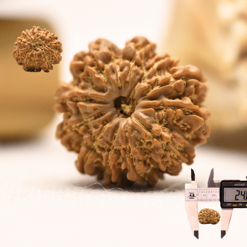 11 Mukhi Nepali Rudraksha - Regular