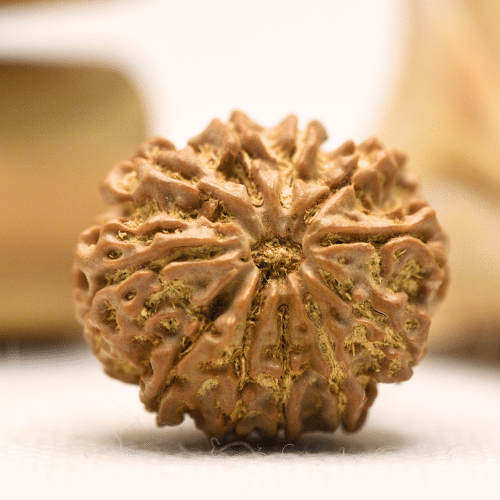 11 Mukhi Nepali Rudraksha - Regular
