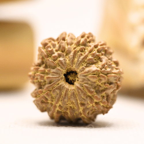 11 Mukhi Nepali Rudraksha - Regular