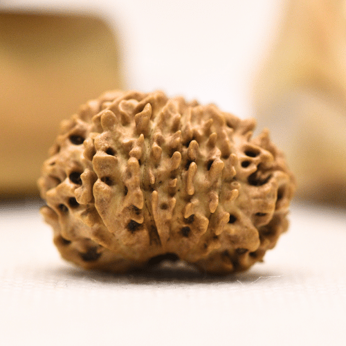11 Mukhi Nepali Rudraksha - Regular