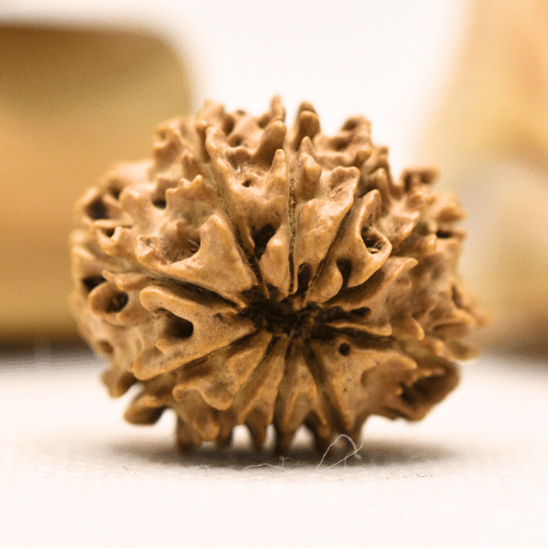 11 Mukhi Nepali Rudraksha - Regular