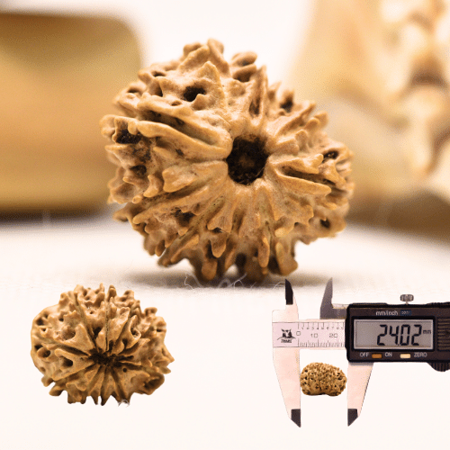 11 Mukhi Nepali Rudraksha - Regular