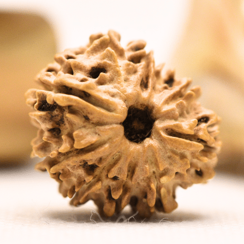 11 Mukhi Nepali Rudraksha - Regular