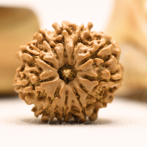 11 Mukhi Nepali Rudraksha - Regular