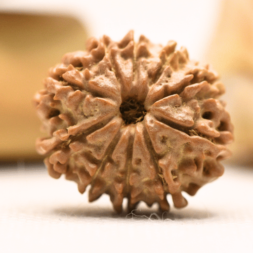 11 Mukhi Nepali Rudraksha - Regular