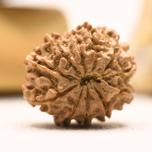 11 Mukhi Nepali Rudraksha - Regular