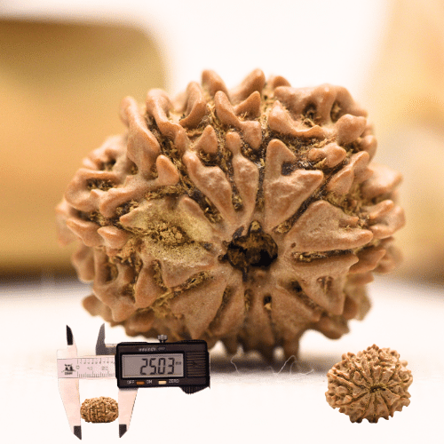 11 Mukhi Nepali Rudraksha - Regular