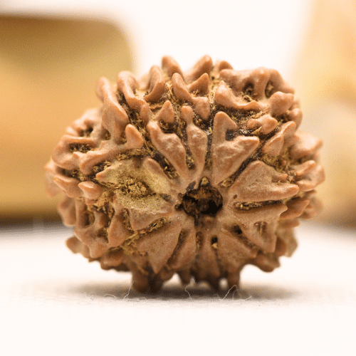 11 Mukhi Nepali Rudraksha - Regular