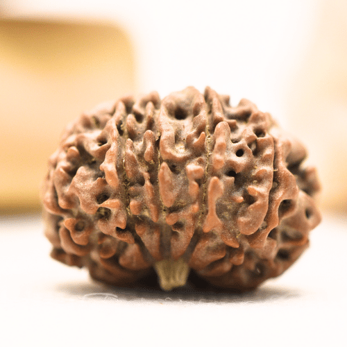 11 Mukhi Nepali Rudraksha - Regular