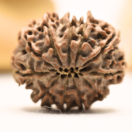 11 Mukhi Nepali Rudraksha - Regular