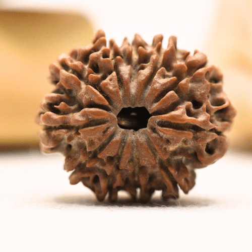 11 Mukhi Nepali Rudraksha - Regular