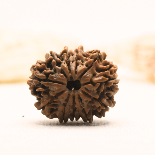 11 Mukhi Nepali Rudraksha - Super Collector