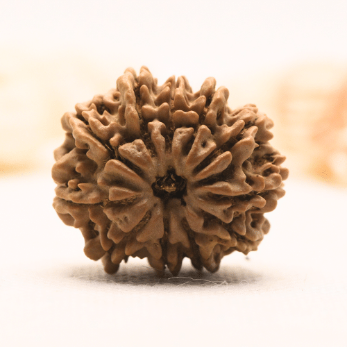 11 Mukhi Nepali Rudraksha - Super Collector