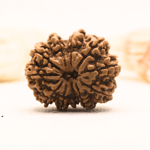 11 Mukhi Nepali Rudraksha - Super Collector