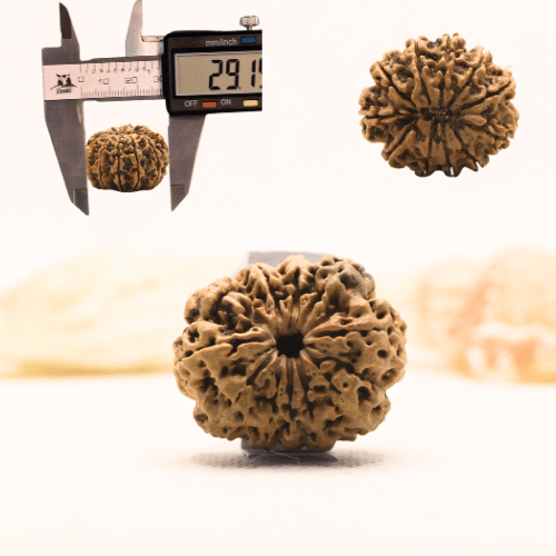 11 Mukhi Nepali Rudraksha - Super Collector