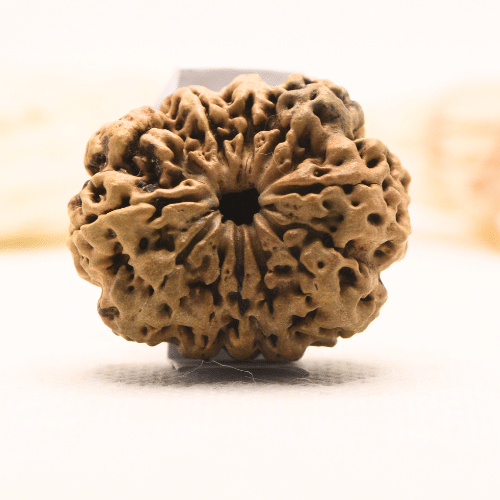 11 Mukhi Nepali Rudraksha - Super Collector