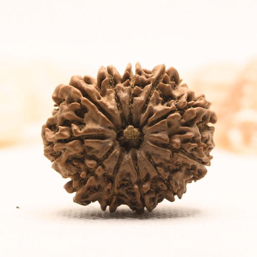 11 Mukhi Nepali Rudraksha - Super Collector