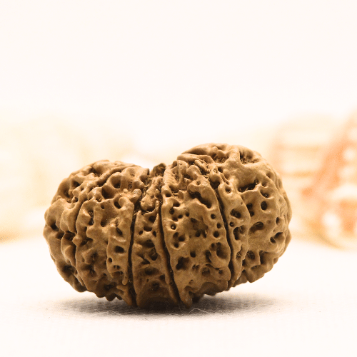 11 Mukhi Nepali Rudraksha - Super Collector