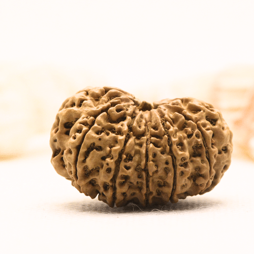 11 Mukhi Nepali Rudraksha - Super Collector