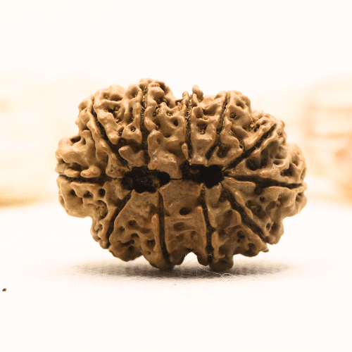 11 Mukhi Nepali Rudraksha - Super Collector